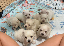 Load image into Gallery viewer, Puppy Yoga Session
