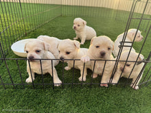 Load image into Gallery viewer, Puppy Yoga Session
